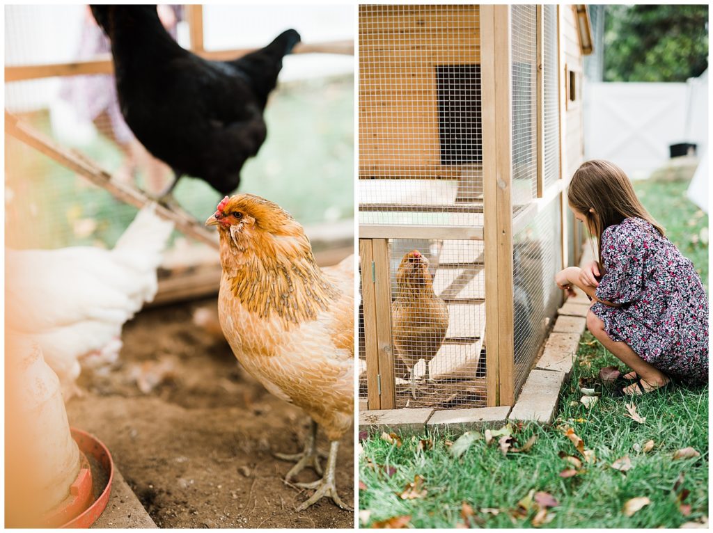 Photos at home with backyard pet chickens Renee Ash Photography