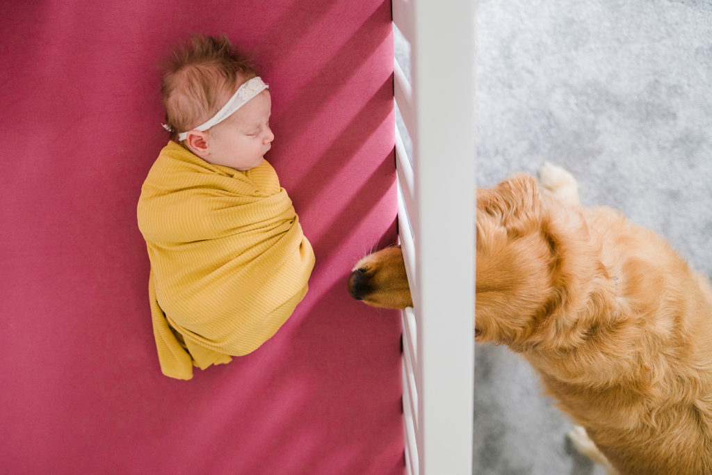 newborn baby girl sleeping in her crib while the family golden retriever dog sticks his nose through the crib rungs. Sussex County NJ newborn lifestyle photoshoot at home. By Renee Ash Photography 