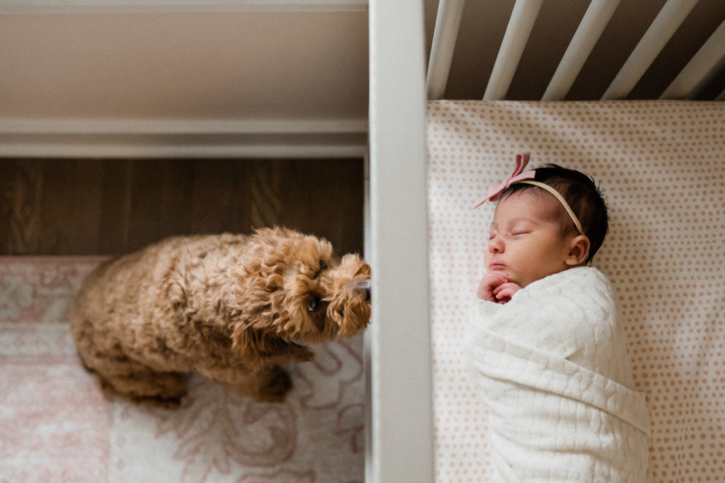 at home newborn photoshoot with the family dog. New Jersey Newborn photographer. | Renee Ash Photography
