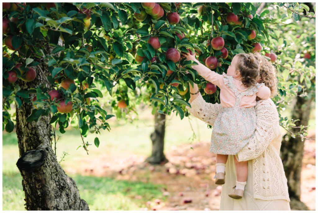 Sussex county nj  apple picking pictures - Renee Ash Photography