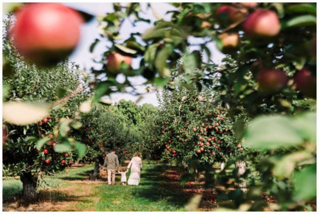 Morris county  nj  apple picking pictures - Renee Ash Photography