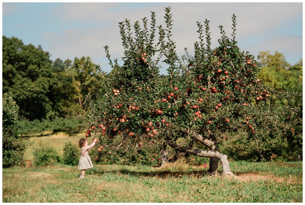 Morris county  nj  apple picking pictures - Renee Ash Photography