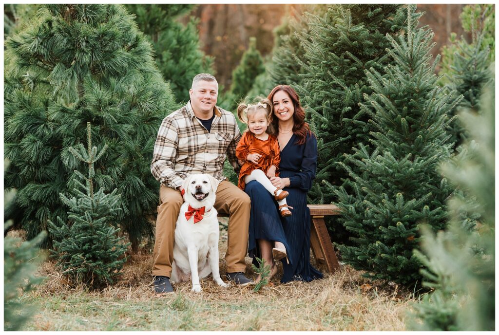 2025 Christmas Tree Farm Mini Sessions at Emmerich Tree Farm Warwick NY 