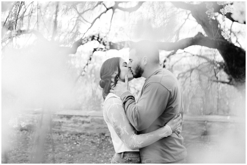 Spring engagement pictures in the cherry blossoms 