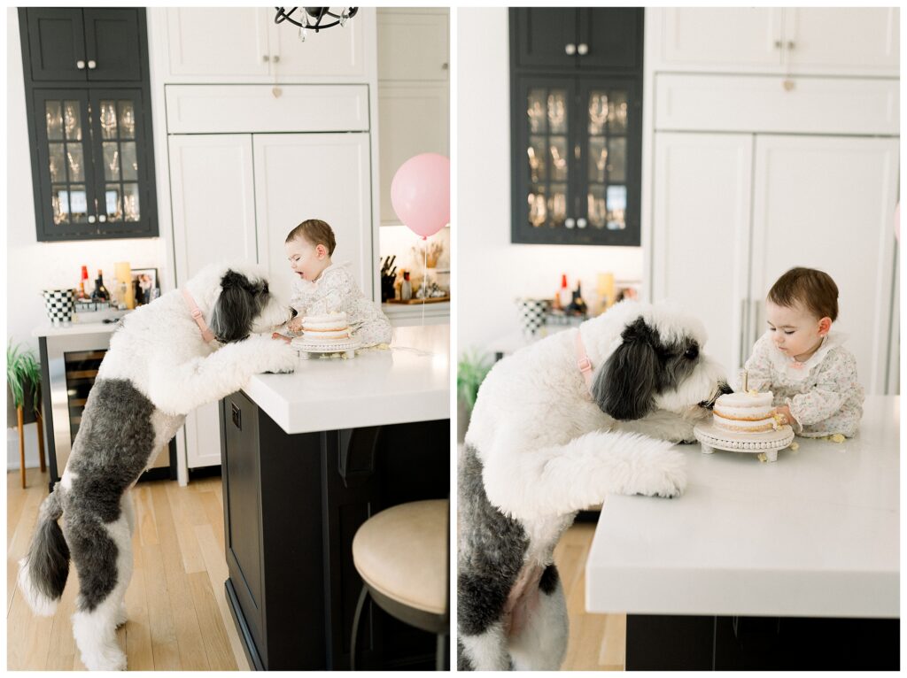 Family dog joining first birthday cake smash at home in Madison NJ