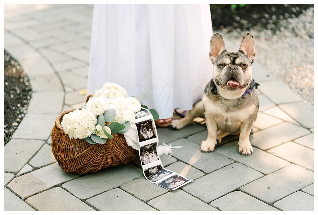 pregnancy announcement ideas with a dog