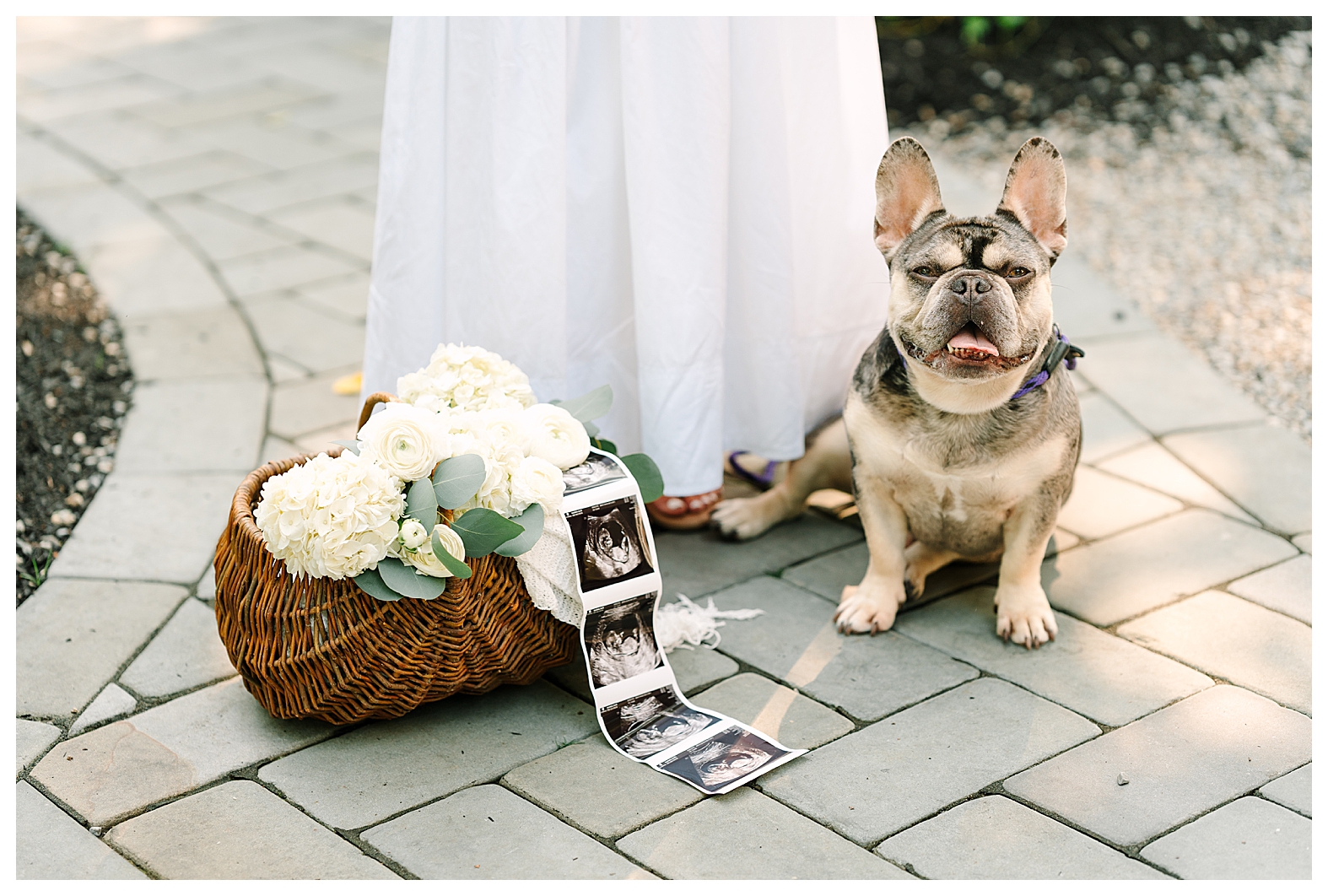 pregnancy announcement ideas with a dog